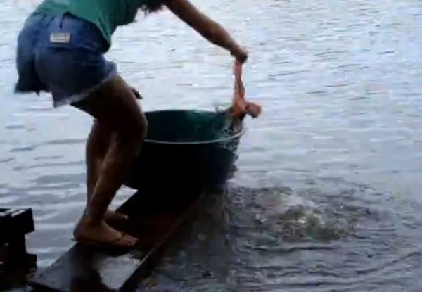 少女熟练地把钓起的食人鲳丢进旁边的桶子里
