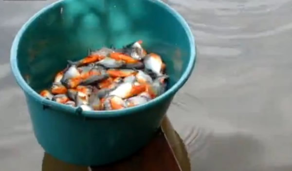 桶子装满被钓起的食人鲳