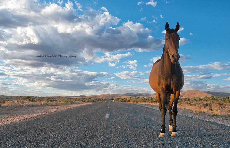 弗莱彻在新南威尔士远西地区西弗敦镇上的一匹马,该镇人口不足100人。