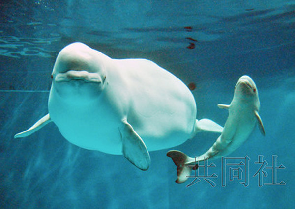日本岛根县滨田市的县立岛根海洋馆雌性白海豚“ARYA”产下一头雌性宝宝