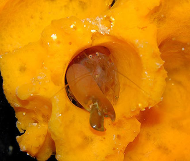 枪虾会与虾虎鱼结成合作伙伴,共同生活在一个洞穴中。