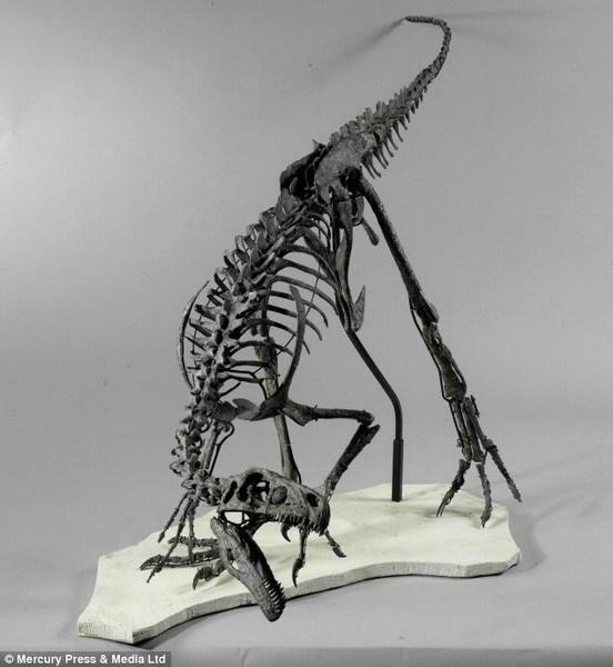 2.3米长嗜鸟龙化石将拍卖