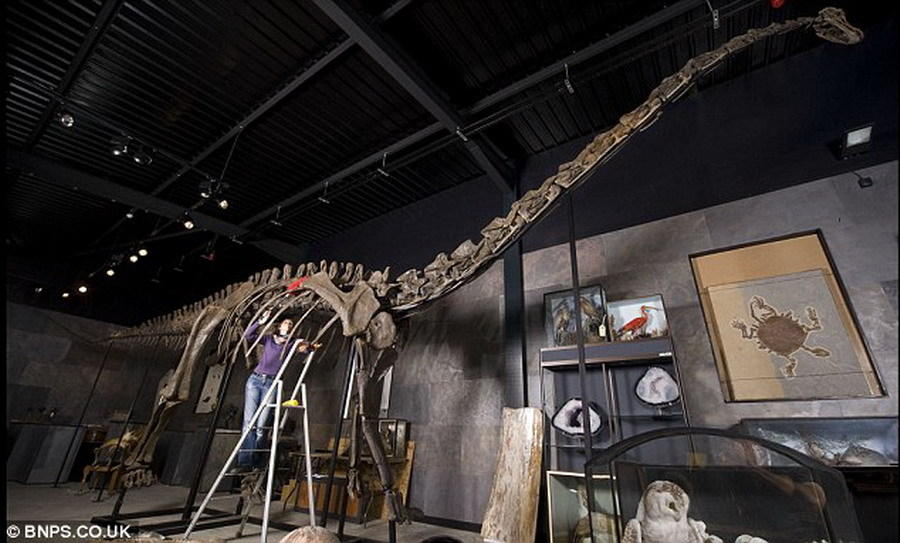 几个月前一具梁龙骨骼化石以50万英镑成功拍卖。