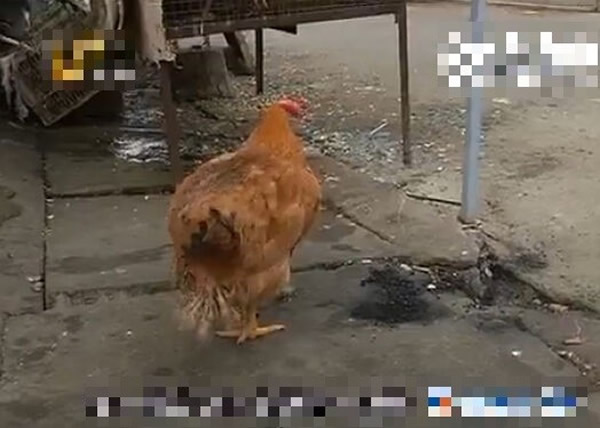 �����е�ս������ɽ���ൺ��īһֻ���������������