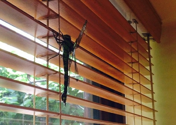 Ӣ����լ���볤��20���׾�������