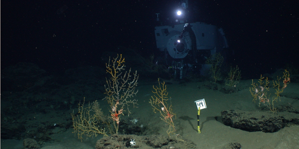 2010年深水地平线石油泄漏对珊瑚群落的影响