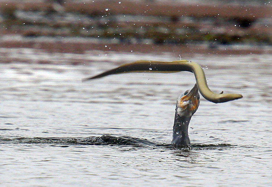 Ӣ��һֻ��˲�ʳ���㷴����ס���