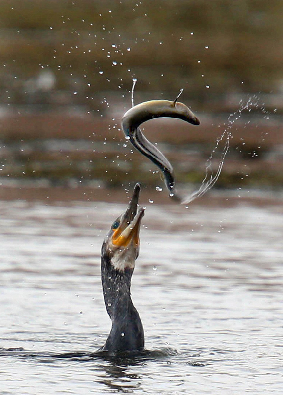 Ӣ��һֻ��˲�ʳ���㷴����ס���