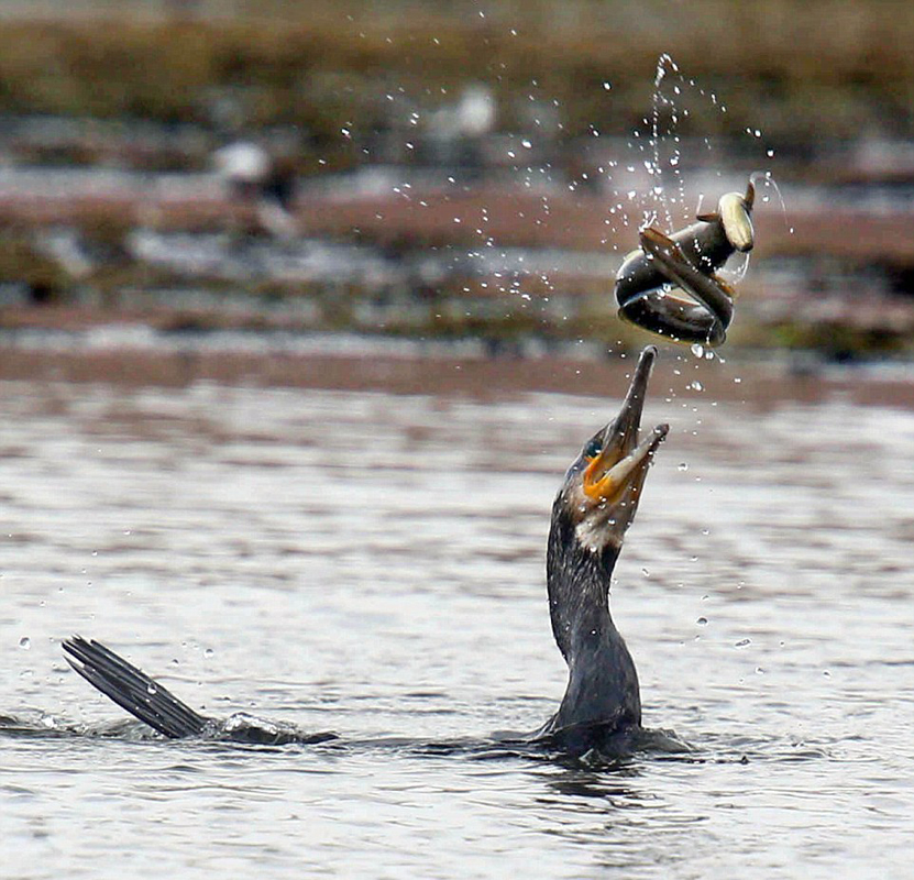 Ӣ��һֻ��˲�ʳ���㷴����ס���