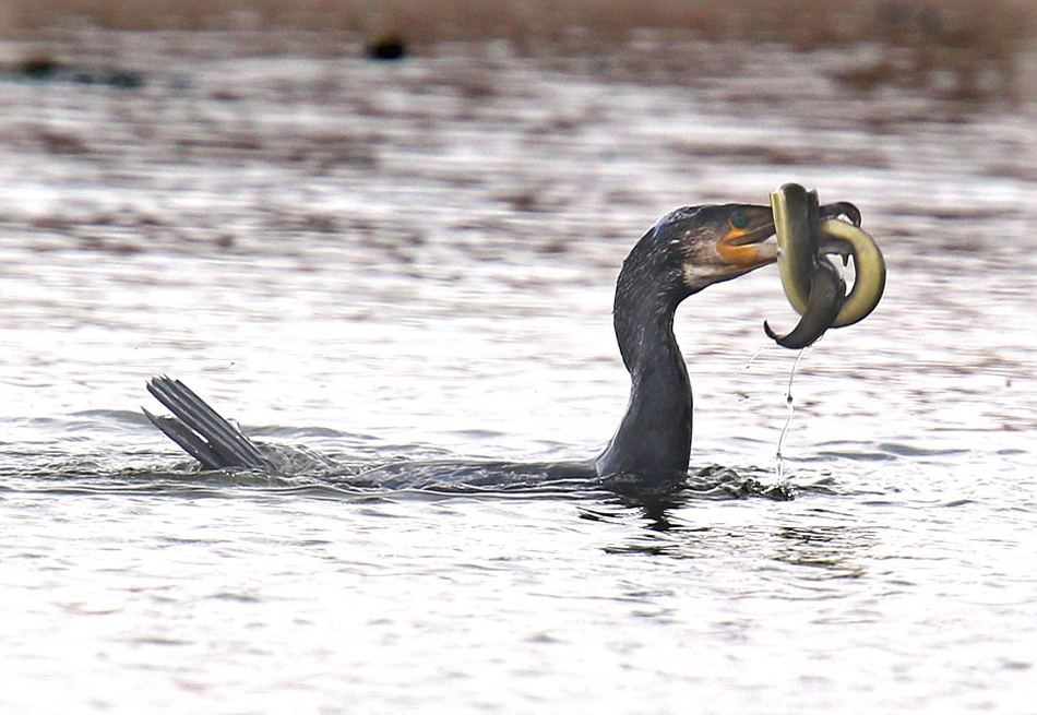 Ӣ��һֻ��˲�ʳ���㷴����ס���