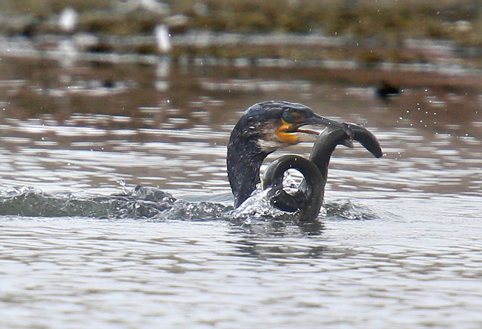 Ӣ��һֻ��˲�ʳ���㷴����ס���