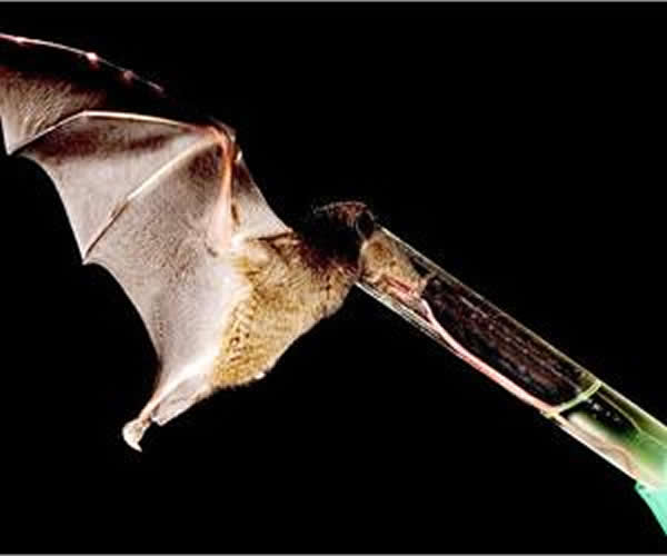 研究发现蝙蝠是目前唯一已知可使用偏振光导航的哺乳类动物