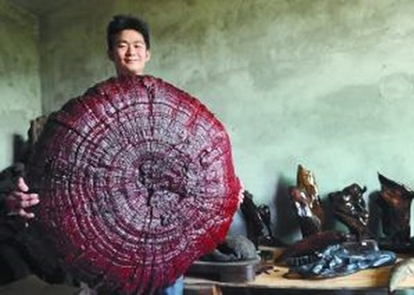 四川现直径达92厘米巨型灵芝