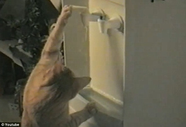 猫咪迅速喝了几口从饮水机中流出的水