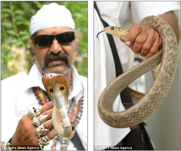印度业余捕蛇人在30多年间捕捉过4万条各种各样的蛇