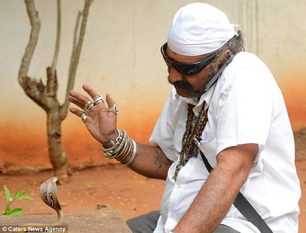 印度业余捕蛇人在30多年间捕捉过4万条各种各样的蛇