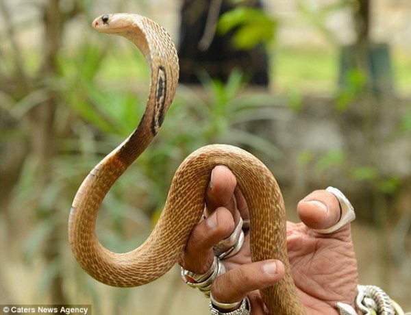 印度业余捕蛇人在30多年间捕捉过4万条各种各样的蛇