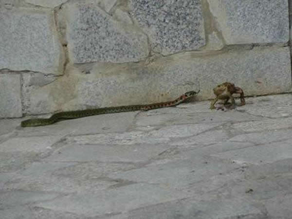 癞蛤蟆决斗大青蛇