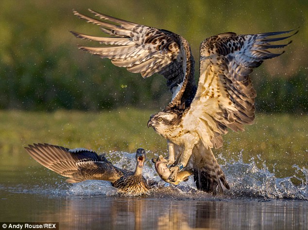 Ӣ���ո���һֻ��ӥ���������պ���ҰѼ