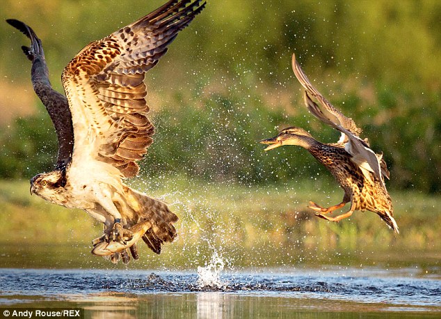 Ӣ���ո���һֻ��ӥ���������պ���ҰѼ