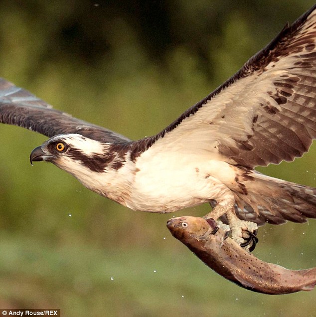 Ӣ���ո���һֻ��ӥ���������պ���ҰѼ