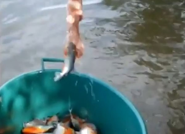 巴西女子示范在河中徒手钓食人鱼