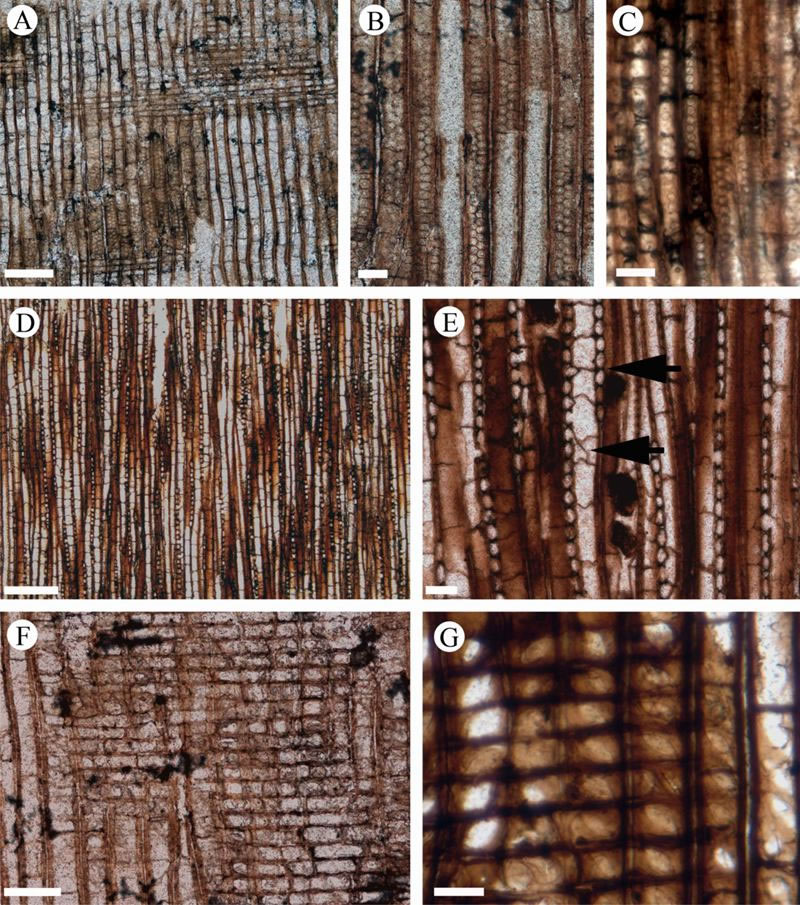 Septomedullopitys szei sp nov.貿