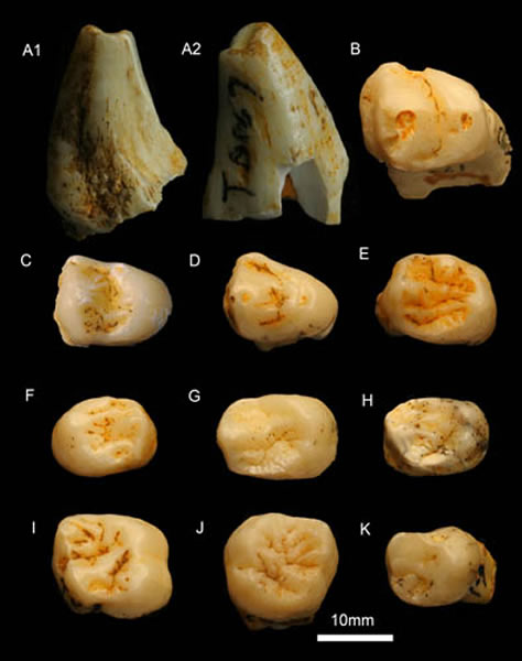 三合大洞化石猩猩上颌牙齿(王翠斌供图)