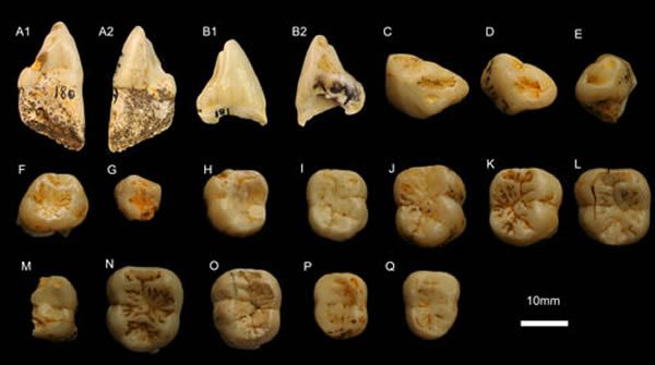 三合大洞化石猩猩下颌牙齿(王翠斌供图)