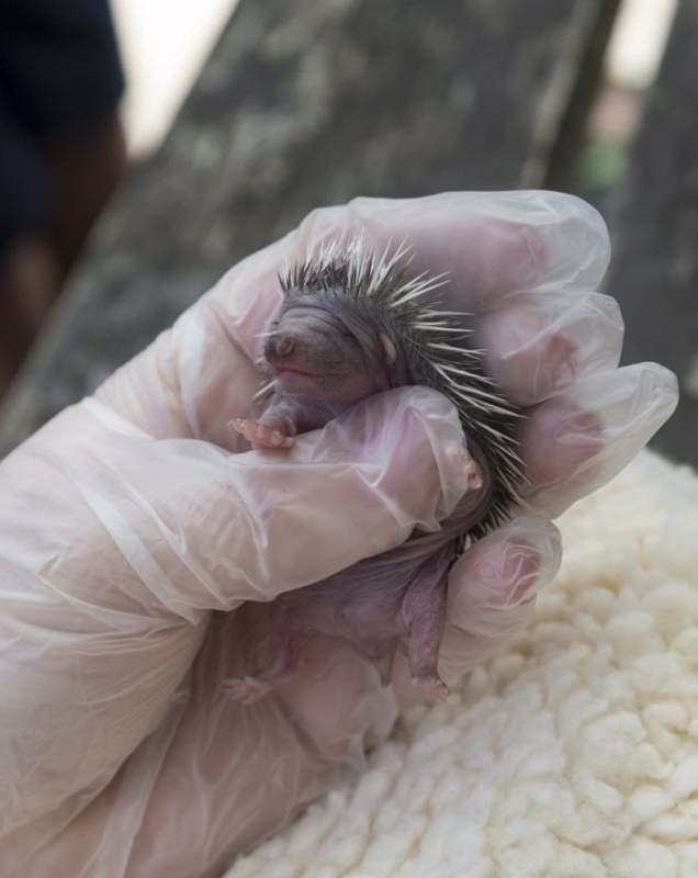 �ոճ��������С���������