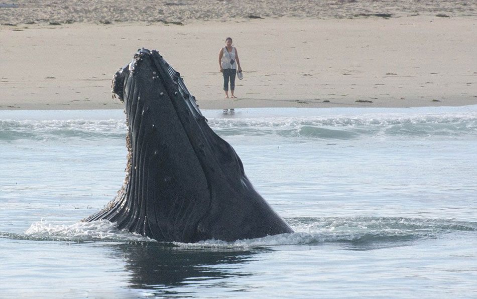 �޴���ͷ�����������ݺ�����׳������