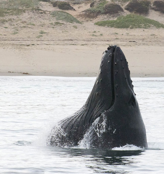 �޴���ͷ�����������ݺ�����׳������