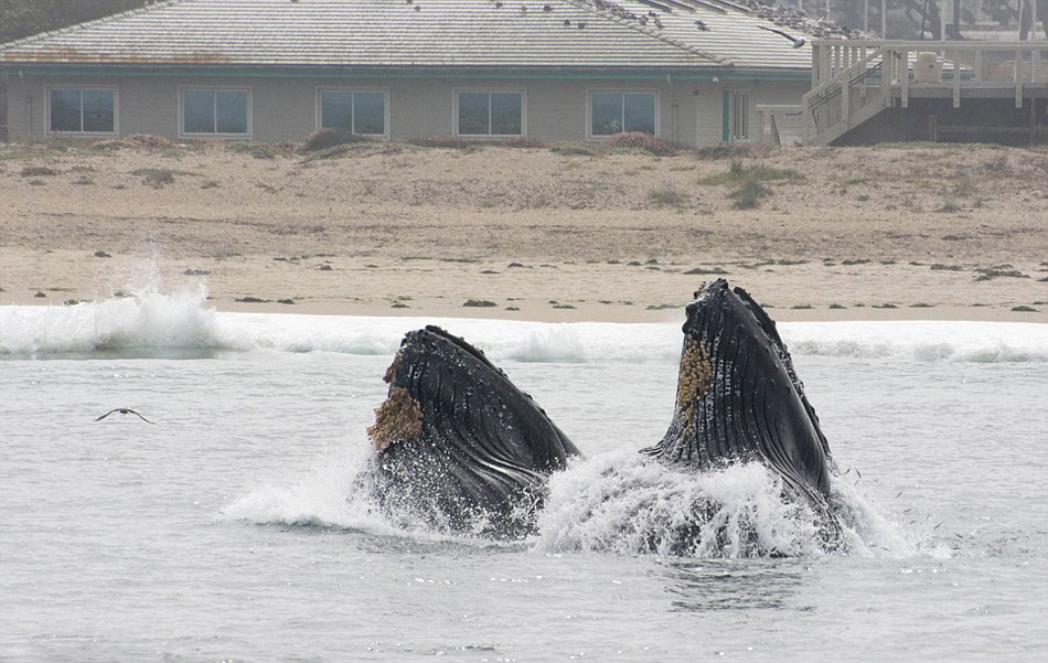 �޴���ͷ�����������ݺ�����׳������