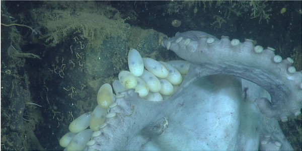 太平洋的深海章鱼Graneledone boreopacifica