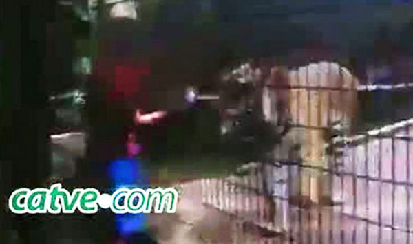 巴西男孩动物园喂老虎被咬掉一只手
