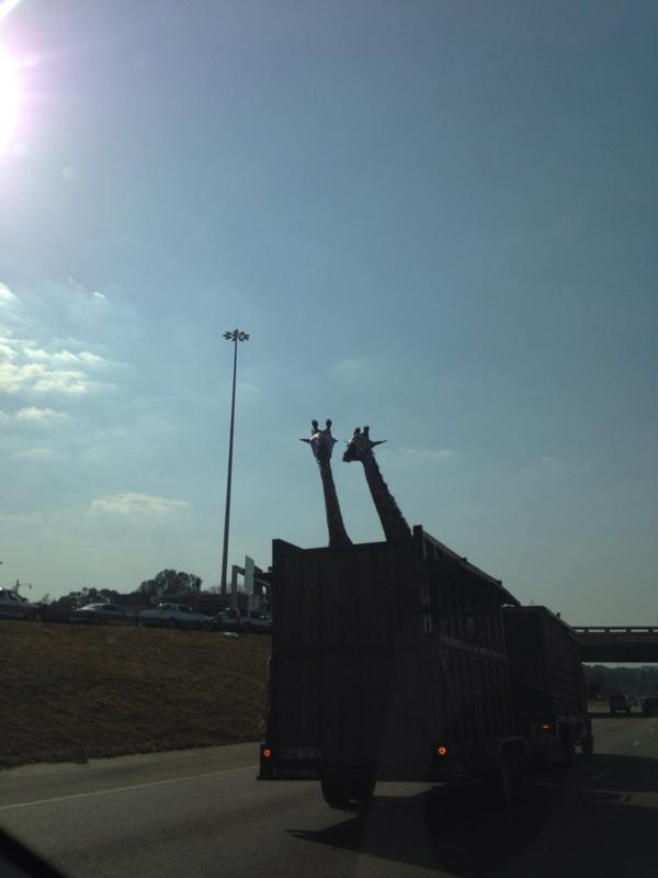 南美茨瓦内长颈鹿运送途中撞上天桥死亡