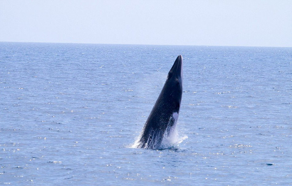 ������Ӱʦץ�ĵ�С�뾨�Ӻ�������ˮ�沢�ſ���ĳ���