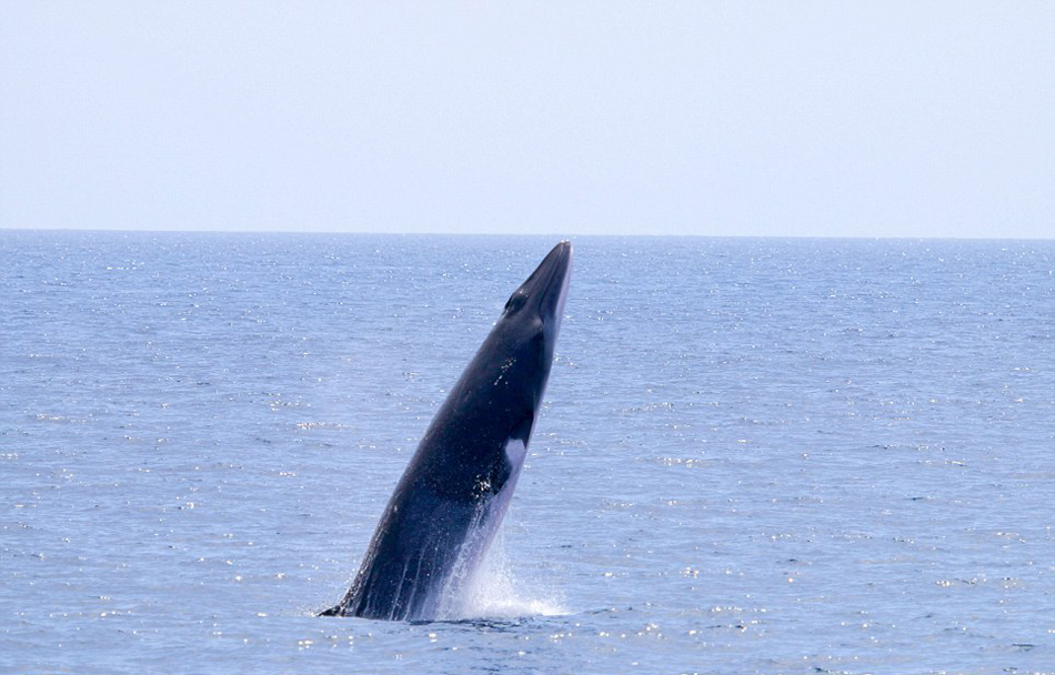 ������Ӱʦץ�ĵ�С�뾨�Ӻ�������ˮ�沢�ſ���ĳ���