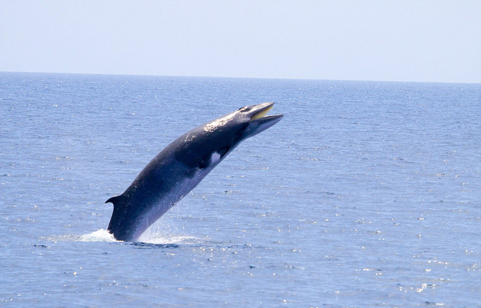 ������Ӱʦץ�ĵ�С�뾨�Ӻ�������ˮ�沢�ſ���ĳ���