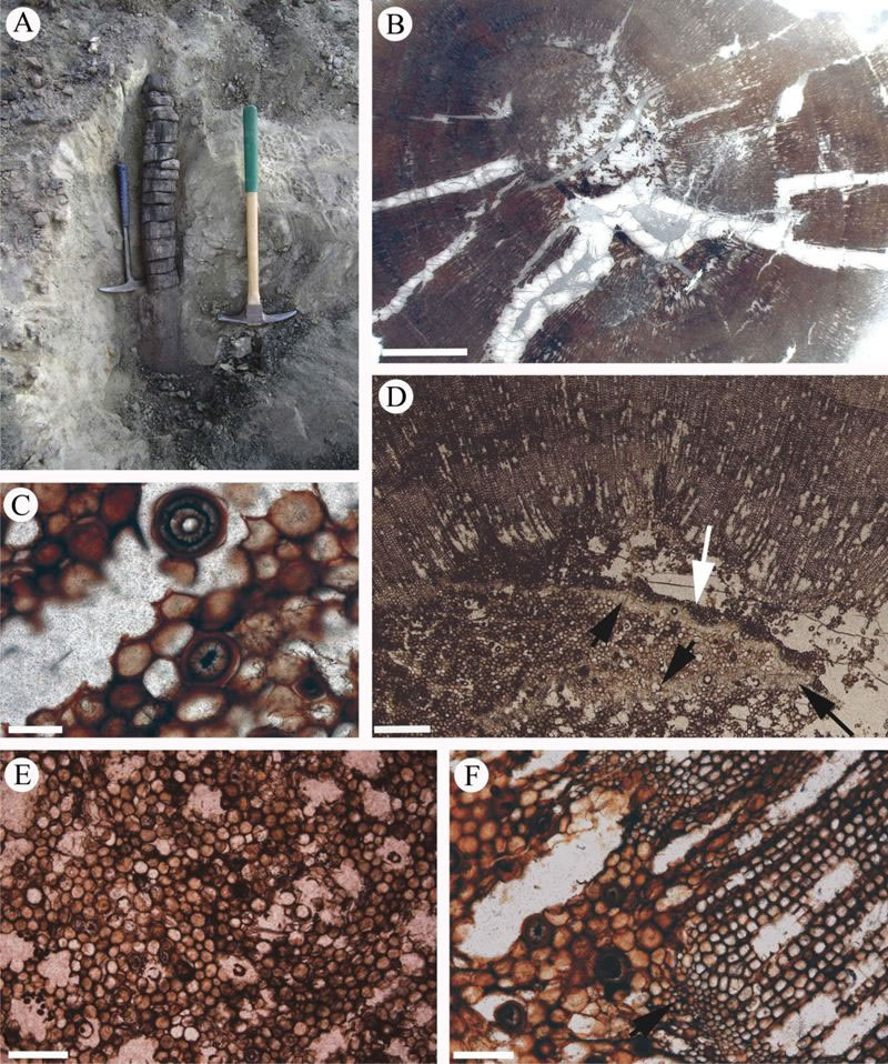吐鲁番-哈密盆地发现二叠纪时期木化石新物种——斯氏具隔髓松木
