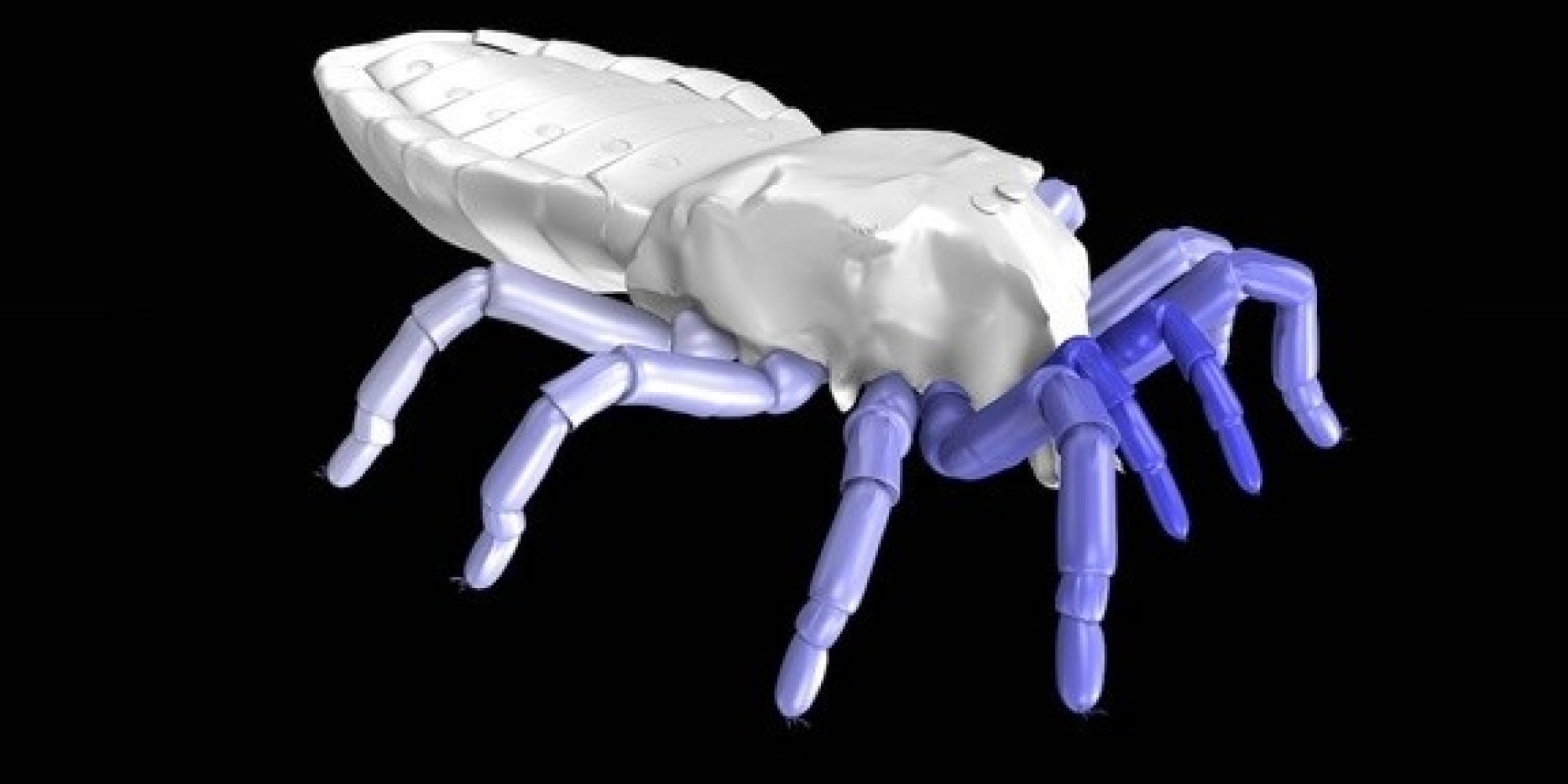 远古蛛形纲动物Palaeocharinus的复原图