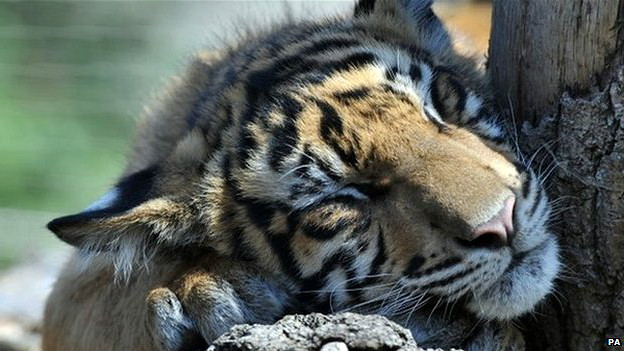 Ӣ���׶ض���԰ҹ���ɶԱ�ָ�����Ŷ��