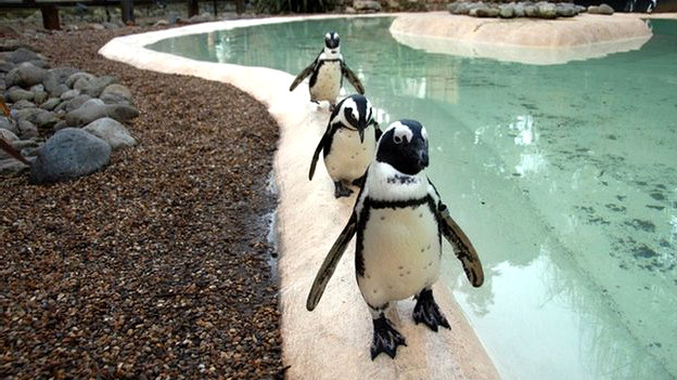 ��ָ��˵��һЩ���ƿ������������԰�أ�������죬����������Ͷ����ƿ��