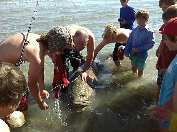 ������ʿ��2��������һ������100����ľ޴�ʯ��