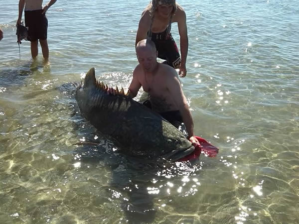 ������ʿ��2��������һ������100����ľ޴�ʯ��