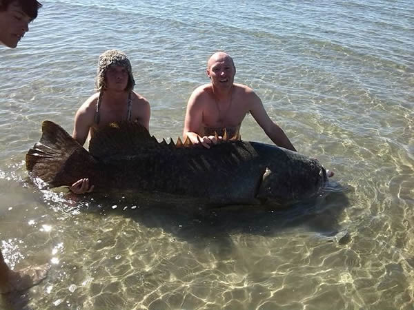 ������ʿ��2��������һ������100����ľ޴�ʯ��