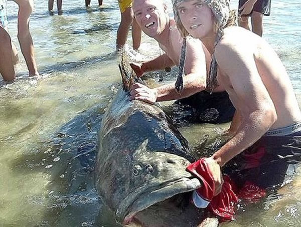 ������ʿ��2��������һ������100����ľ޴�ʯ��