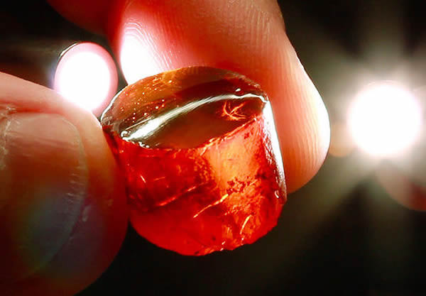 从2千万年历史多米尼加琥珀里寻找消失的世界