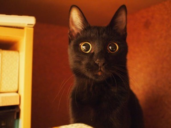 英国动物福利组织指出,上百只黑猫因被饲主嫌自拍时不上相而被弃养。