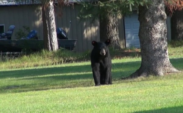 美国威斯康辛州一只小狗把黑熊追上树